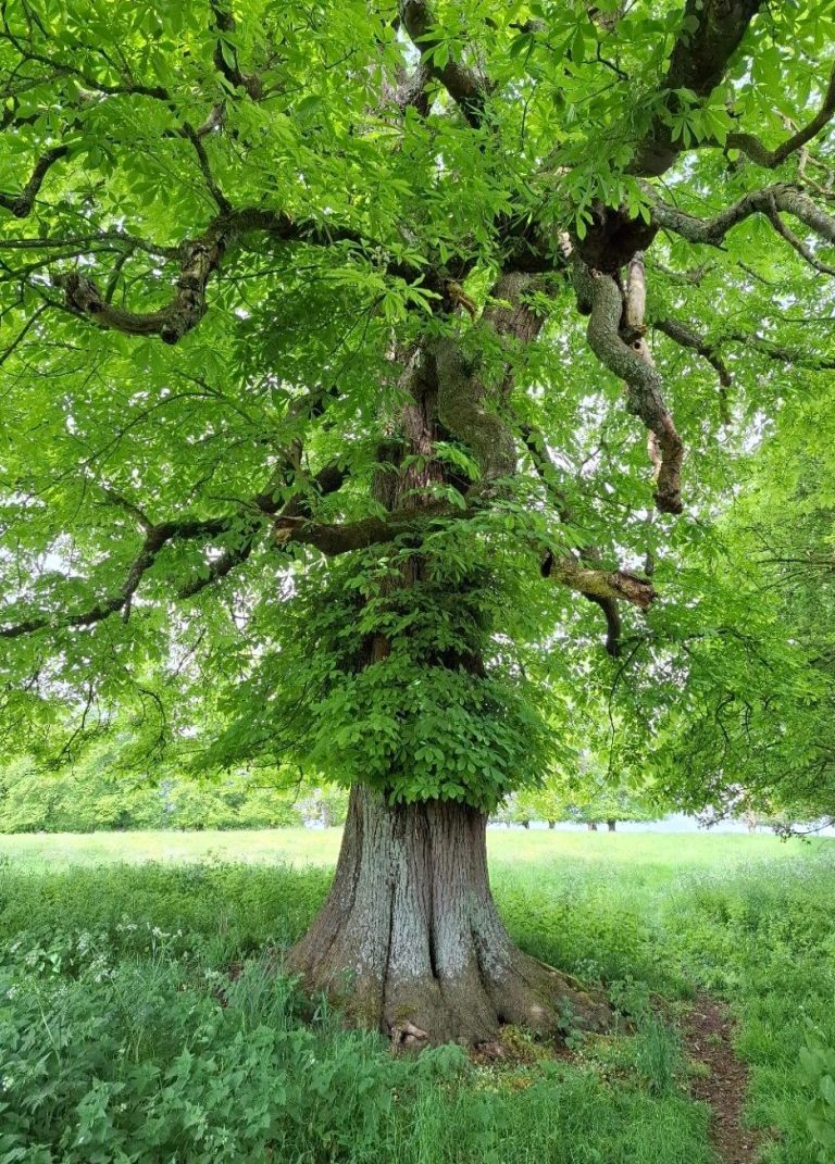 Tree Tree